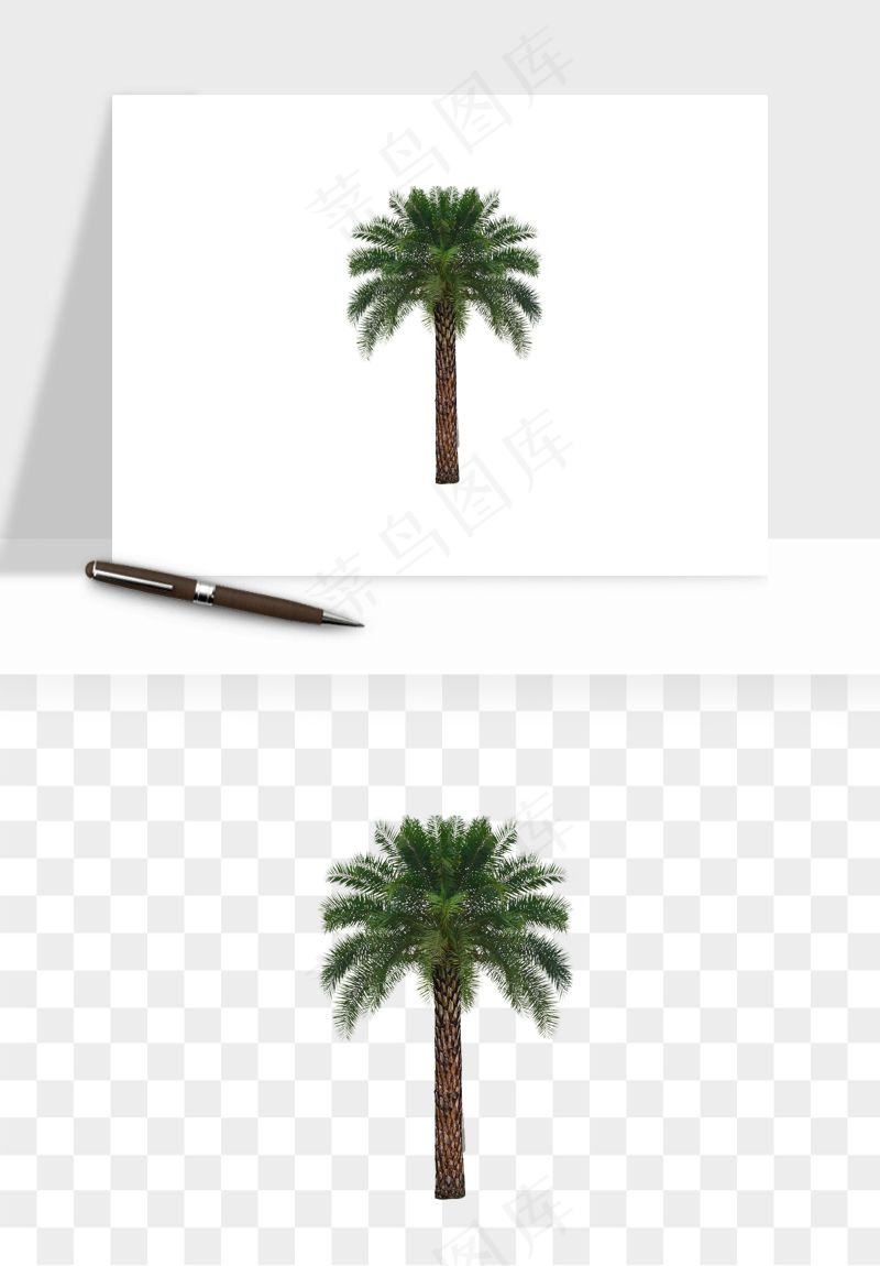 棕榈树椰树png免抠