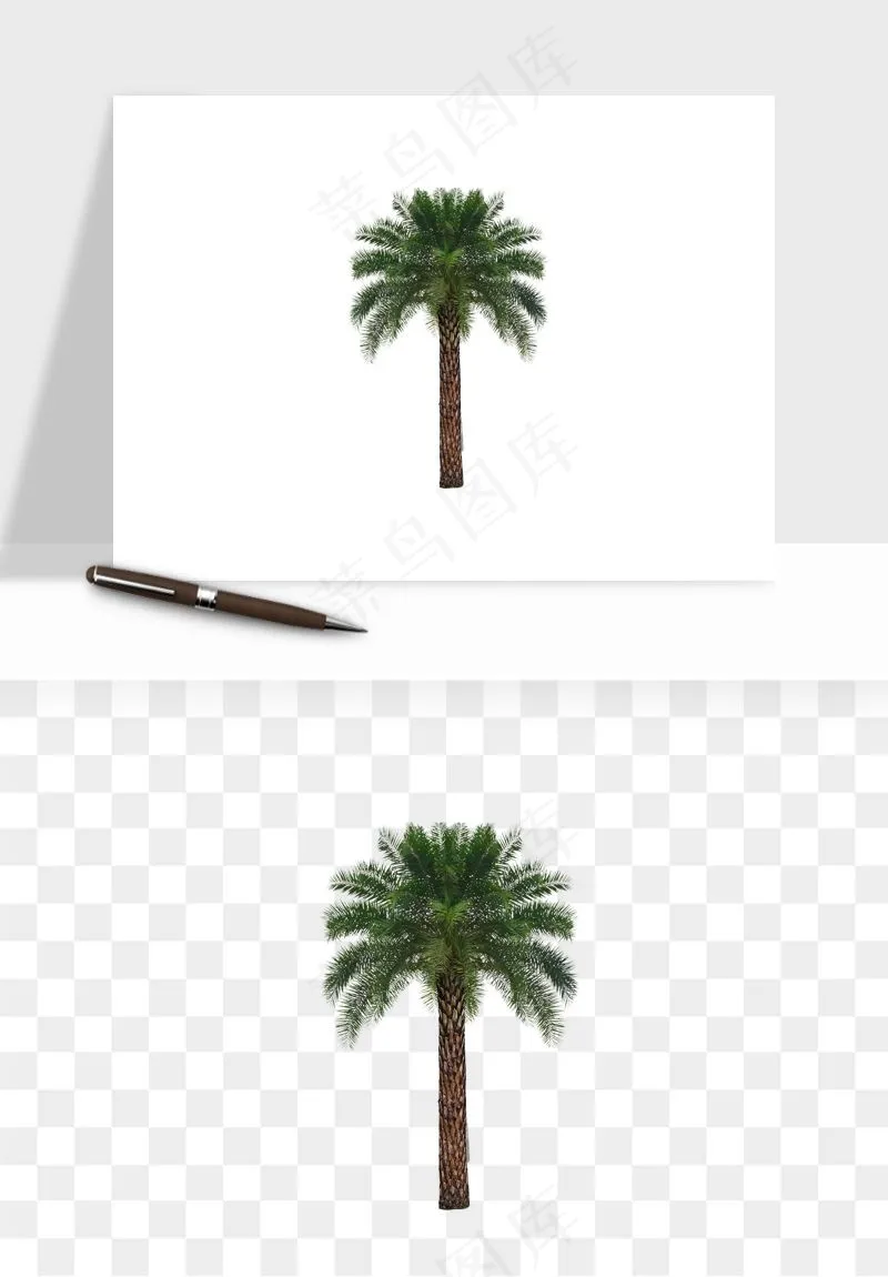 棕榈树椰树png免抠
