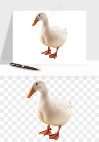 鸭子小鸭png免抠