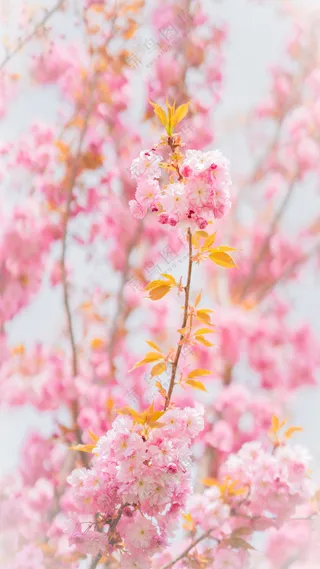 唯美小清新樱花