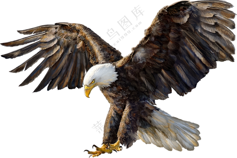 展翅俯冲而下的美洲雕免抠图片素材