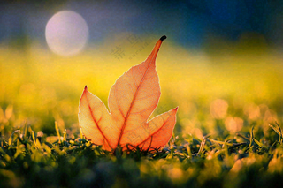 秋天掉落的落叶梧桐叶秋景秋分立秋摄影图