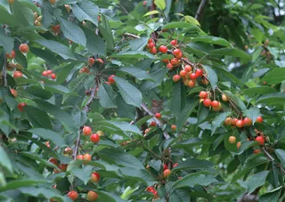 树枝上的桃子 (6)