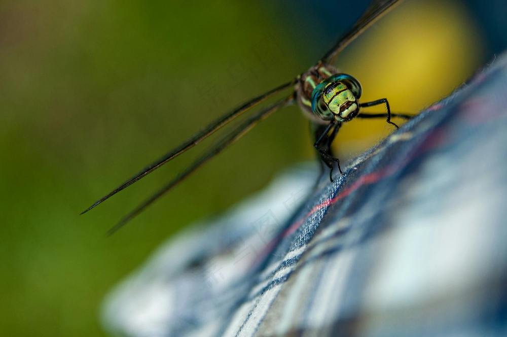 格子上的绿黄黑蜻蜓