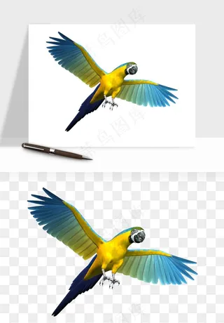 鹦鹉八哥鸟宠物png免抠