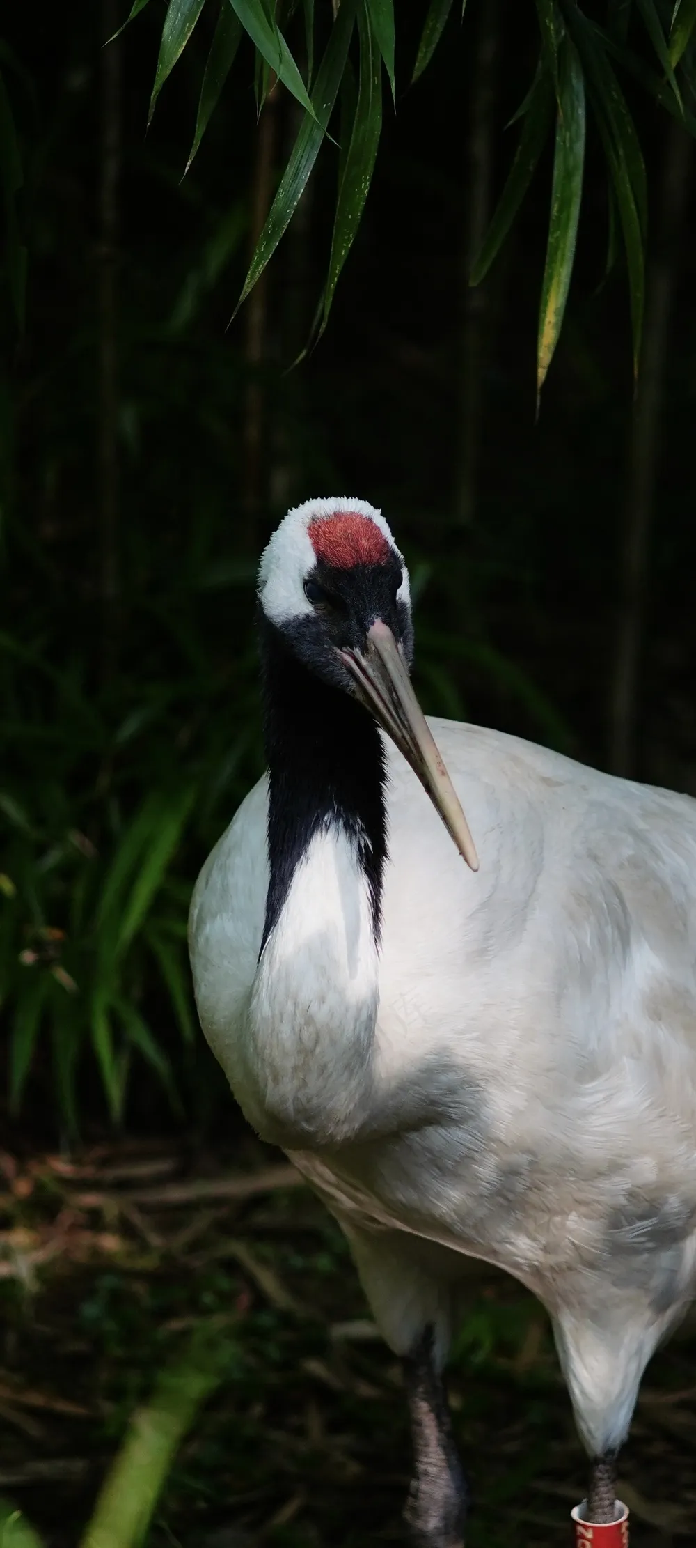 白色红色丹顶鹤