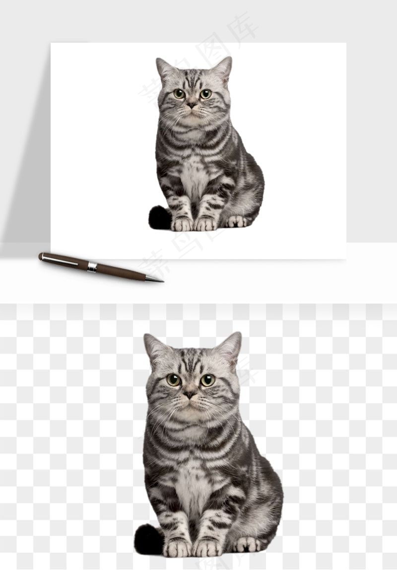 猫咪喵星人狗狗宠物元素png免抠
