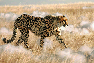 户外活动的猎豹保护动物摄影图