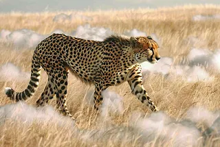 户外活动的猎豹保护动物摄影图