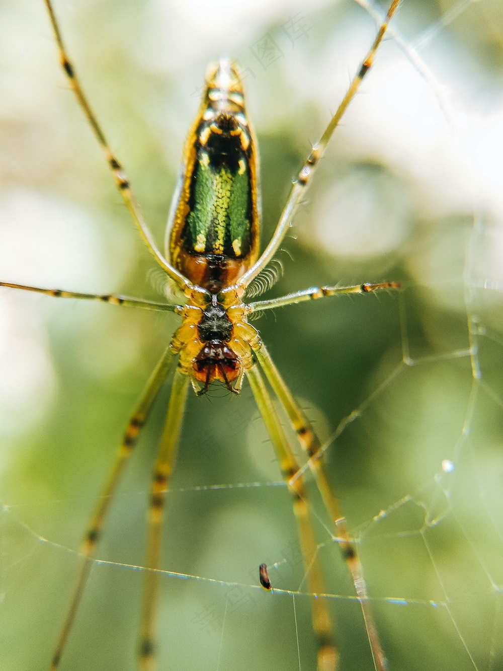 翠绿金丝蛛网图