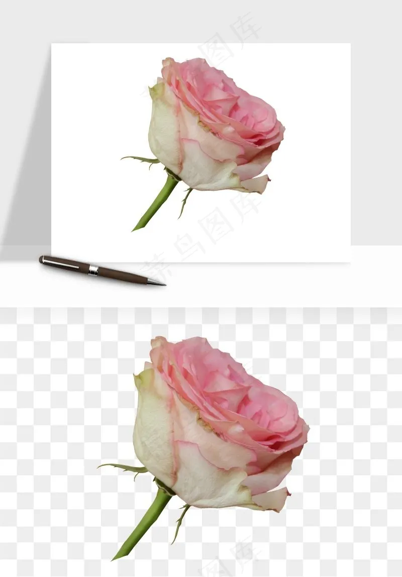复古鲜花玫瑰png免抠