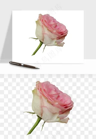 复古鲜花玫瑰png免抠