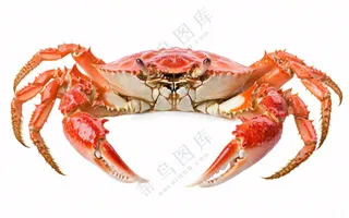 螃蟹海鲜免抠