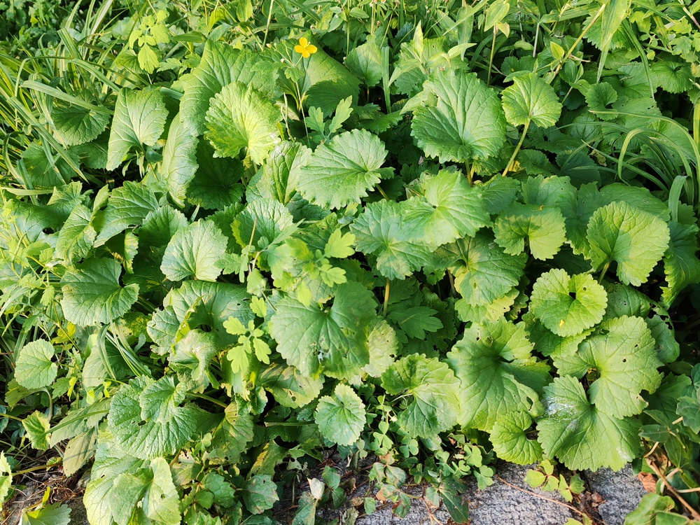 草地 草丛