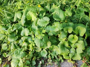 草地 草丛