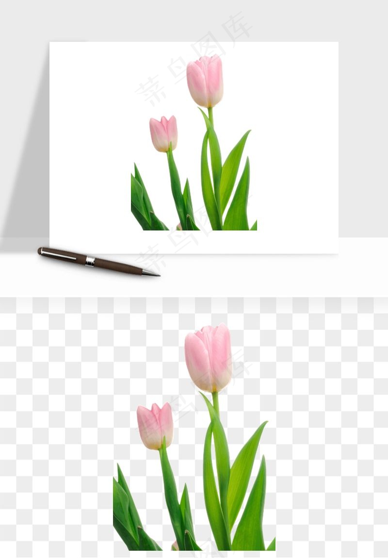 荷兰郁金香鲜花png免抠