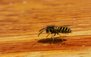 黄蜂之舞：自然细节的微观视界