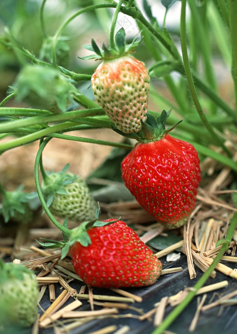 水果草莓图片 (5)