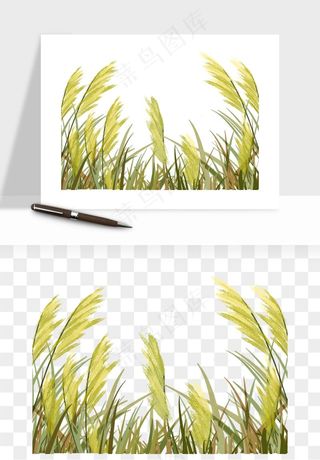 植物芦苇蒲苇香蒲png免抠