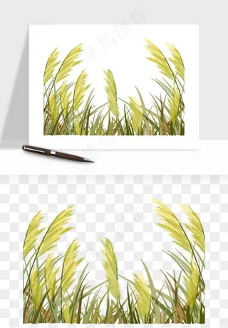 植物芦苇蒲苇香蒲png免抠