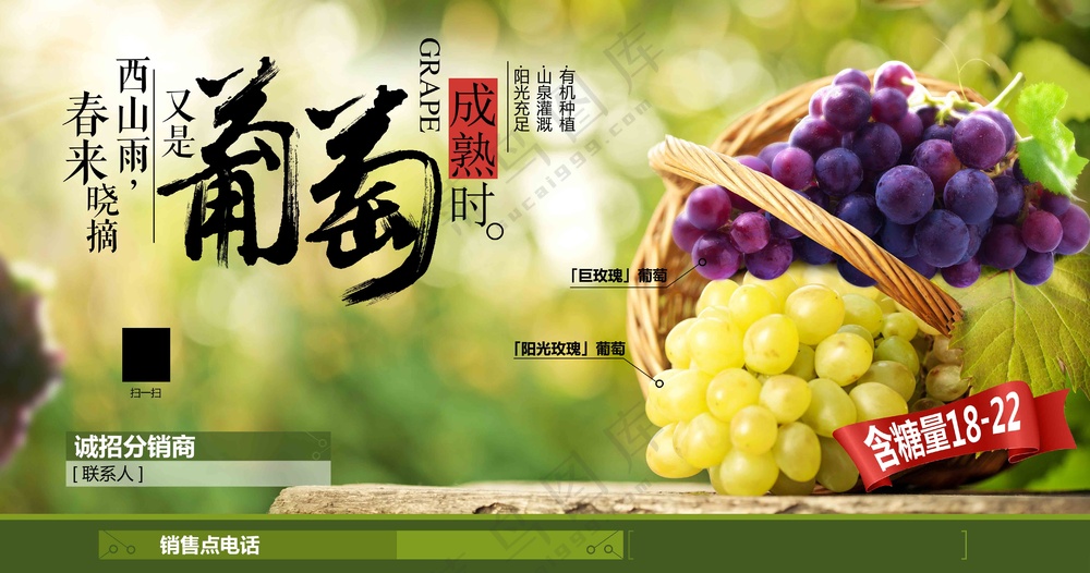 绿色葡萄成熟时展板画面设计