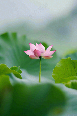 夏日荷花荷叶夏至小暑大暑摄影图