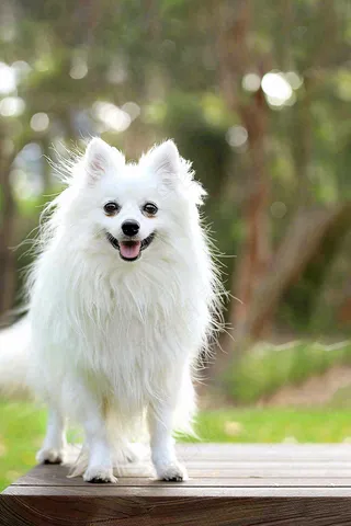 文明养狗宠物遛狗小区物业背景