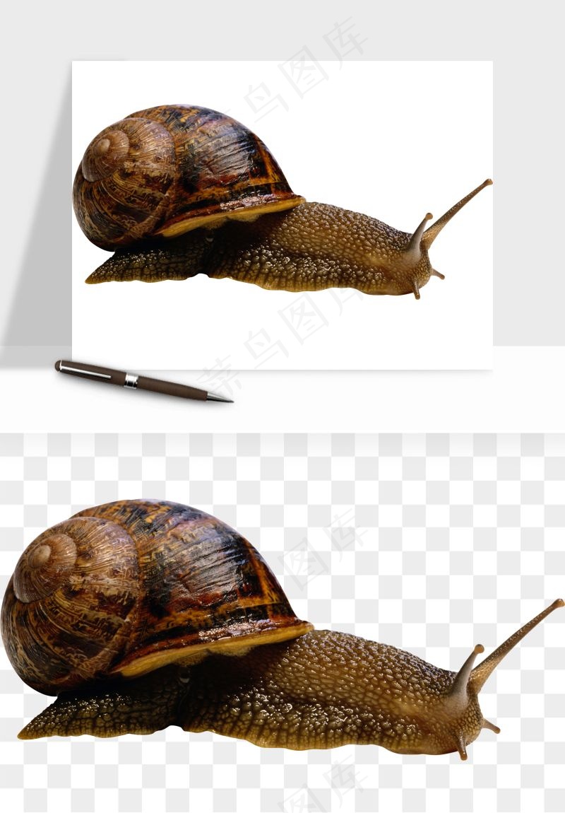 蜗牛动物png免抠