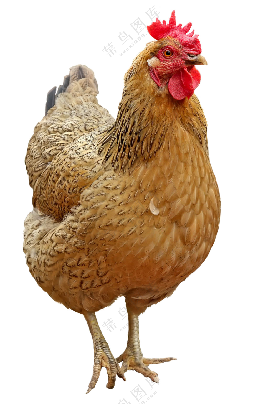 鲜红鸡冠的老母鸡家禽免抠图片素材