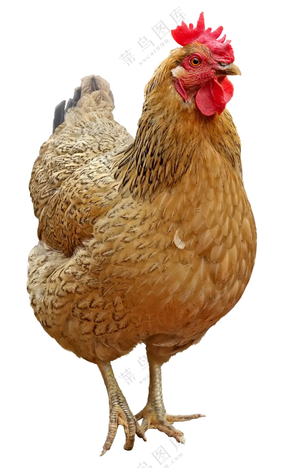 鲜红鸡冠的老母鸡家禽免抠图片素材