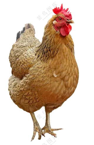 鲜红鸡冠的老母鸡家禽免抠图片素材