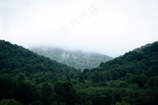 静谧山岚：雾漫森林的清新韵致