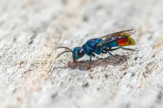 艳丽蓝蝶站姿特写·自然朦胧风·多彩羽翼·生态科普美图