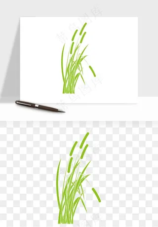 植物芦苇蒲苇香蒲png免抠