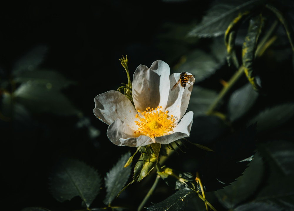 阳光下的白色花瓣与黄蕊花朵、授粉昆虫和绿叶