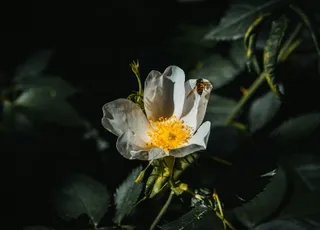 阳光下的白色花瓣与黄蕊花朵、授粉昆虫和绿叶