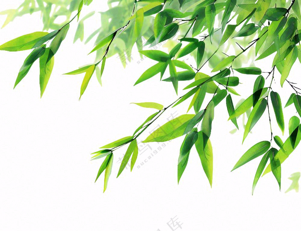 竹叶竹子碧绿摄影免抠