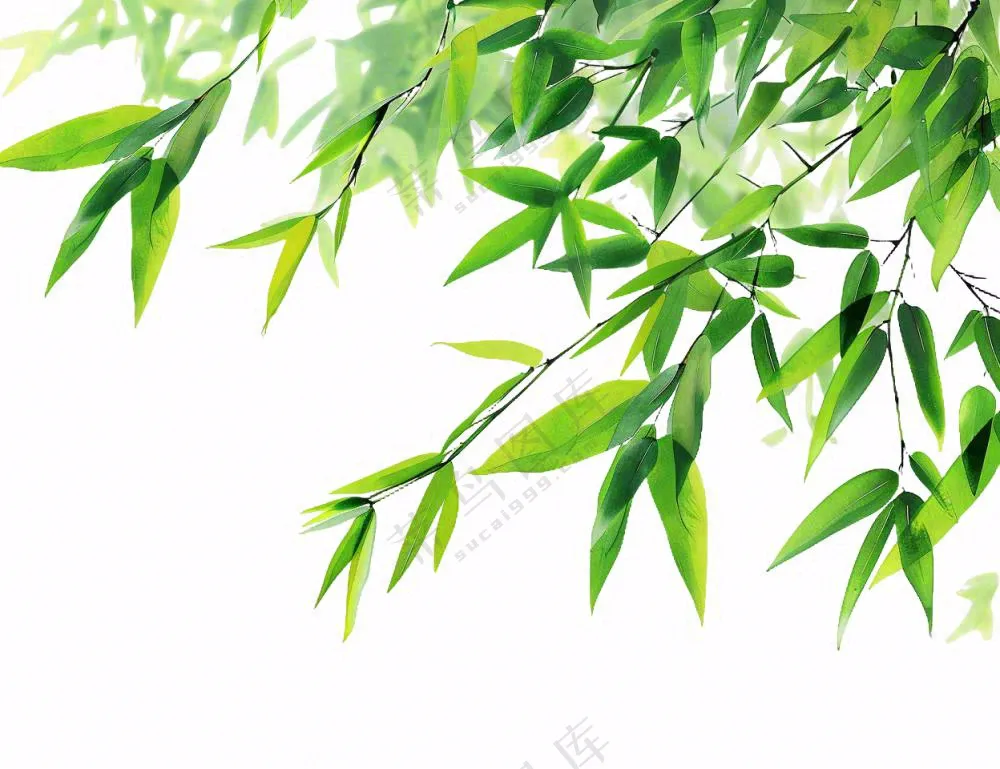 竹叶竹子碧绿摄影免抠