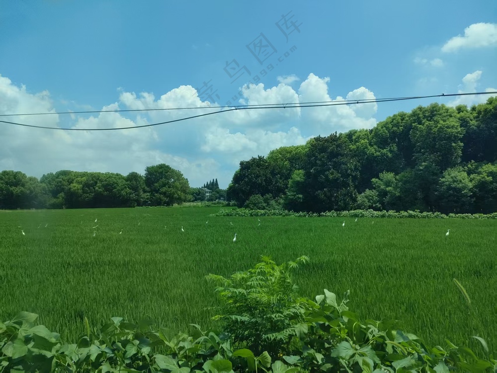 旷野白鹭与云