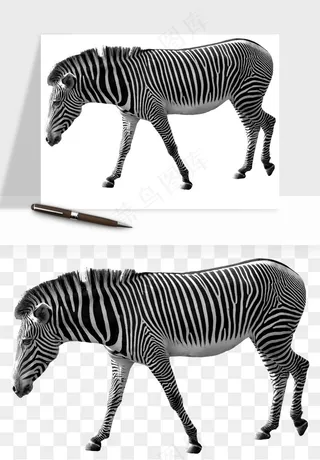 斑马动物png免抠