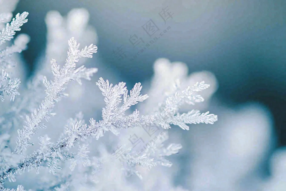 植物上的雾凇白霜霜降摄影图