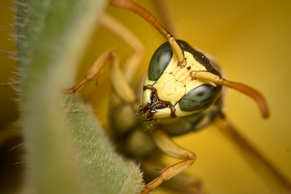 微观世界之绿黄甲虫探秘