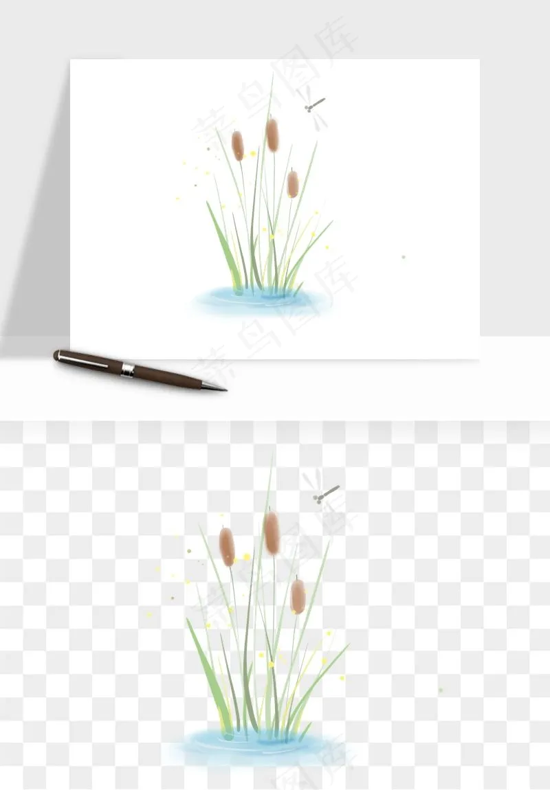 植物芦苇蒲苇香蒲png免抠