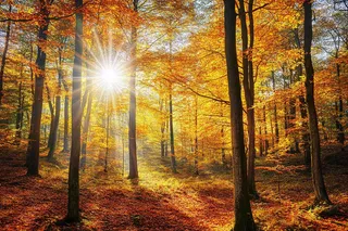 秋天金黄森林里的阳光温暖风景摄影图