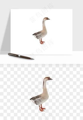 鸭子小鸭png免抠