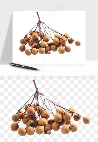 龙眼桂圆水果png免抠