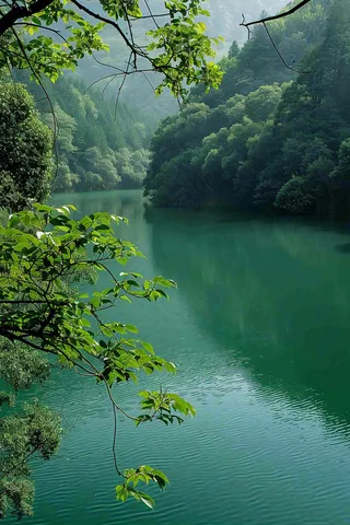 森林湖泊岸边的植物大树风景摄影图