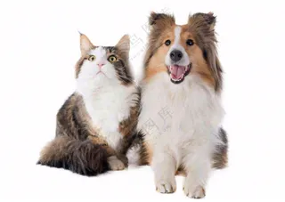 萌宠宠物猫狗动物免抠