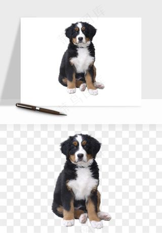 猫咪喵星人狗狗宠物元素png免抠