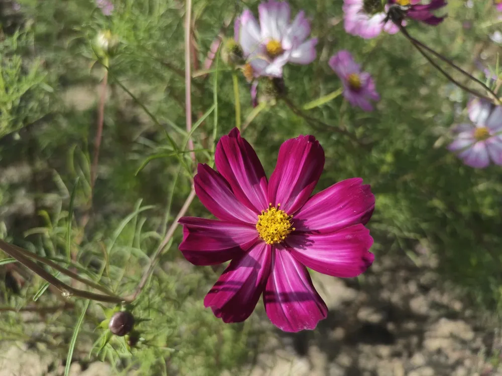 红色的格桑花 红色的格桑花